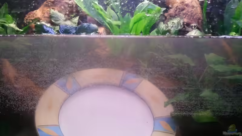 Befüllung von Grek77 (3)