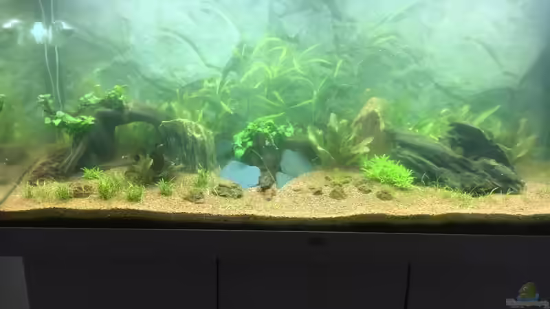 Beginn der 1. Wassertrübung  von Chris Bert (16)