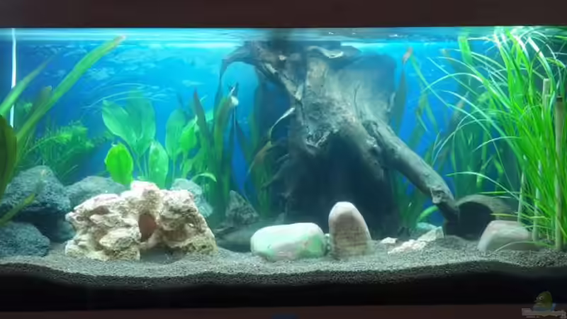 Beginn der Einlaufphase von Returner (3)