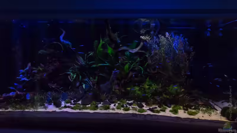 Beginn Sonnenaufgang von Betta Chris (103)