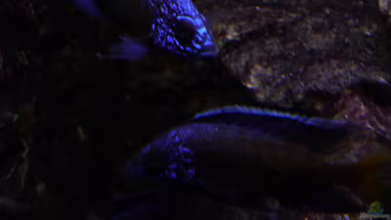 Beginnende Dunkelheit  22.02.2014 von DER YBBSTALER (71)