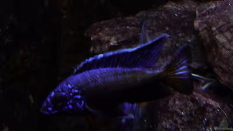 Beginnende Dunkelheit 22.02.2014 von DER YBBSTALER (70)