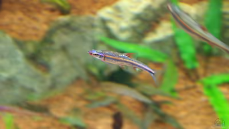 beginnende Umfärbung der Männchen (Alter: ca 9 Monate)  von Christian Zwick (34)