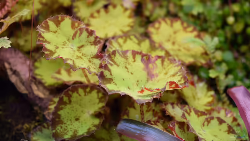 Begonia bowerae von Junglist (15)