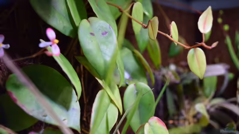 Begonia eleagnifolia Schulzei von Junglist (39)