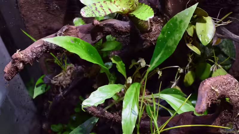 Begonia herbacea von Junglist (17)