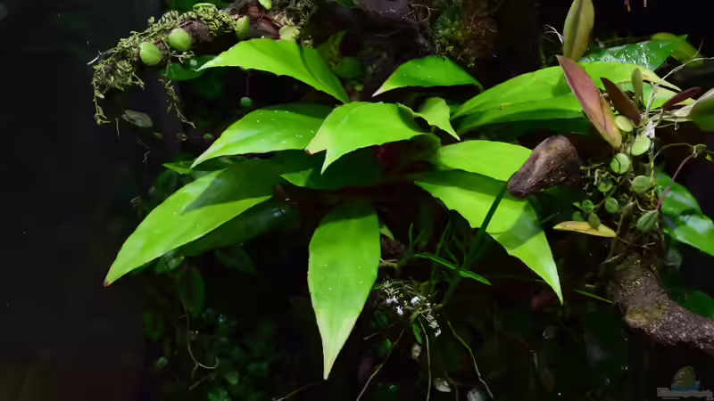 Begonia herbaceae von Junglist (25)