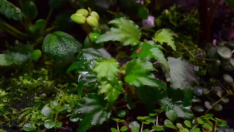 Begonia prismatocarpa von Junglist (20)