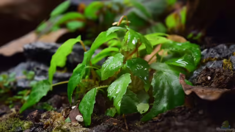 Begonia prismatocarpa von Junglist (29)