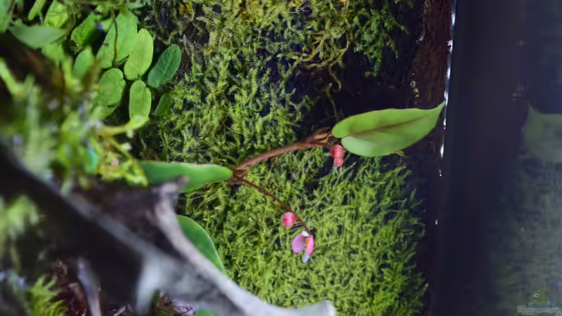 Begonia schulzei von Junglist (20)