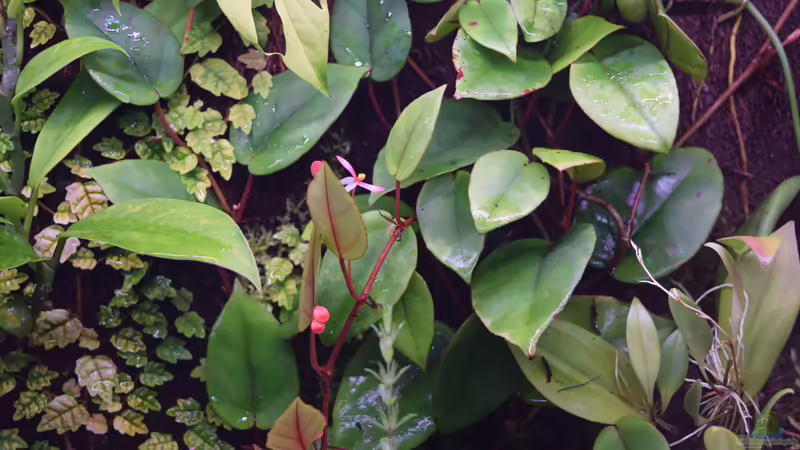 Begonia schulzei von Junglist (42)