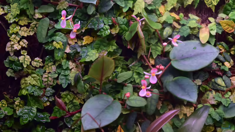 Begonia im Terrarium pflegen (Terrariumbeispiele für Schiefblatt)