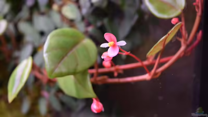 Begonia schulzii von Junglist (19)