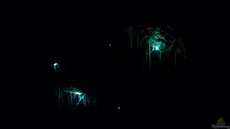 Begriffe erklärt: Biolumineszenz (Biolumineszenz - Bioluminescentia)