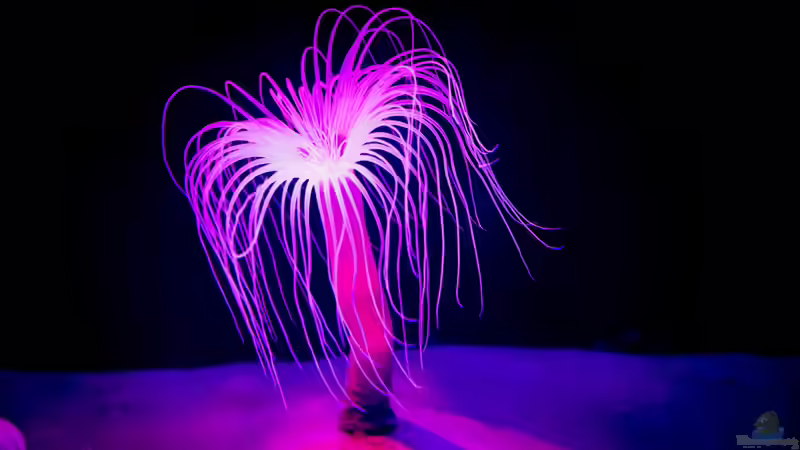 Begriffe erklärt: Biolumineszenz (Biolumineszenz - Bioluminescentia)