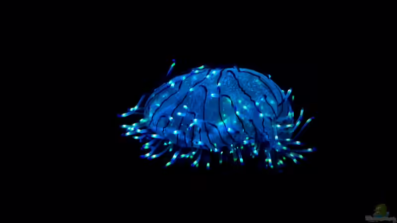 Begriffe erklärt: Biolumineszenz (Biolumineszenz - Bioluminescentia)