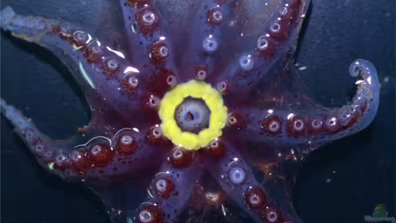 Begriffe erklärt: Biolumineszenz (Biolumineszenz - Bioluminescentia)