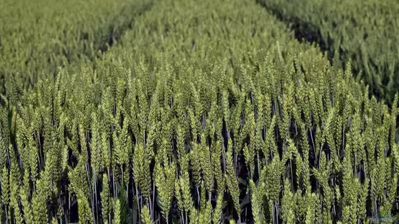 Begriffe erklärt: Monokultur