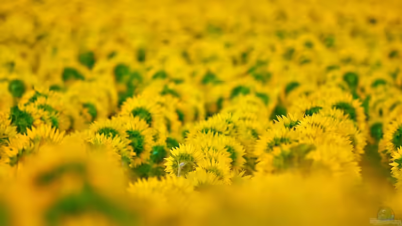 Begriffe erklärt: Monokultur