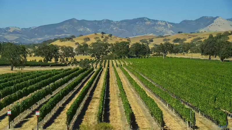 Begriffe erklärt: Monokultur