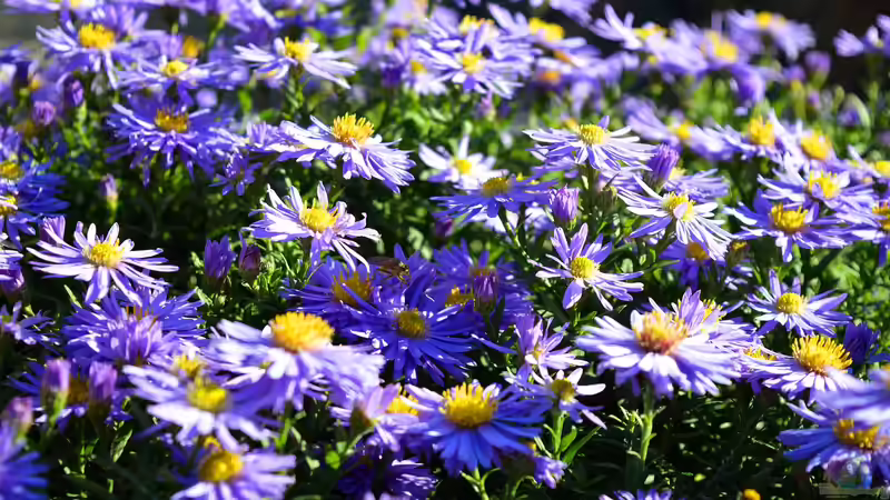 Begriffe erklärt: Remontierschnitt