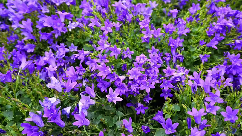 Begriffe erklärt: Remontierschnitt