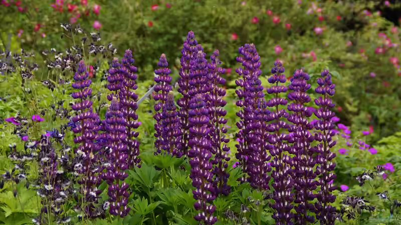 Begriffe erklärt: Remontierschnitt