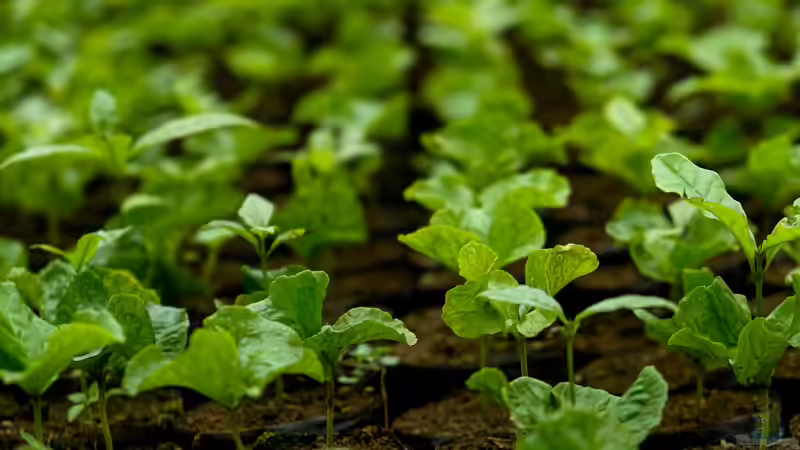 Begriffe erklärt: Vegetative und generative Vermehrung