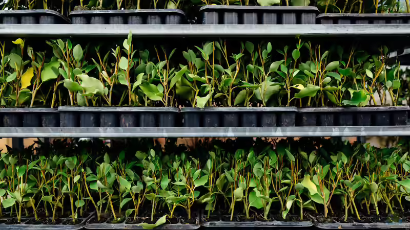 Begriffe erklärt: Vegetative und generative Vermehrung