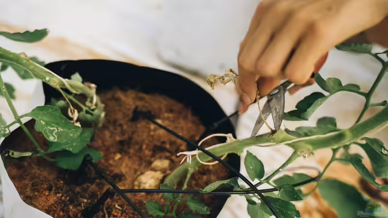 Begriffe erklärt: Vegetative und generative Vermehrung