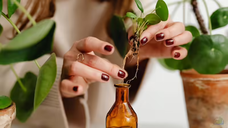 Begriffe erklärt: Vegetative und generative Vermehrung