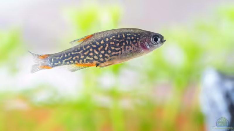 Begriffe erklärt: Was bedeuten stenök und euryök?