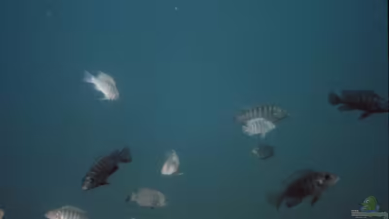 Begriffe erklärt: Was bedeutet endemisch?