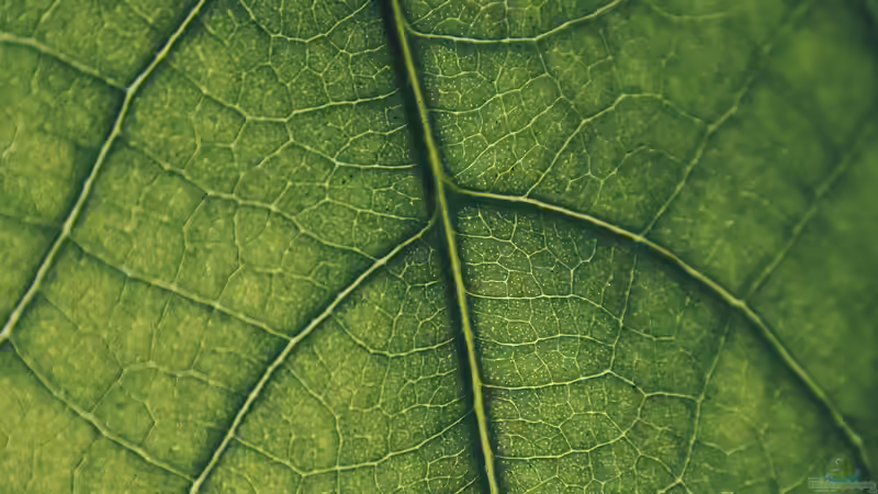 Begriffe erklärt: Was ist Chlorophyll?