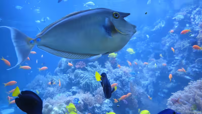 Begriffe erklärt: Was ist das Litoral?