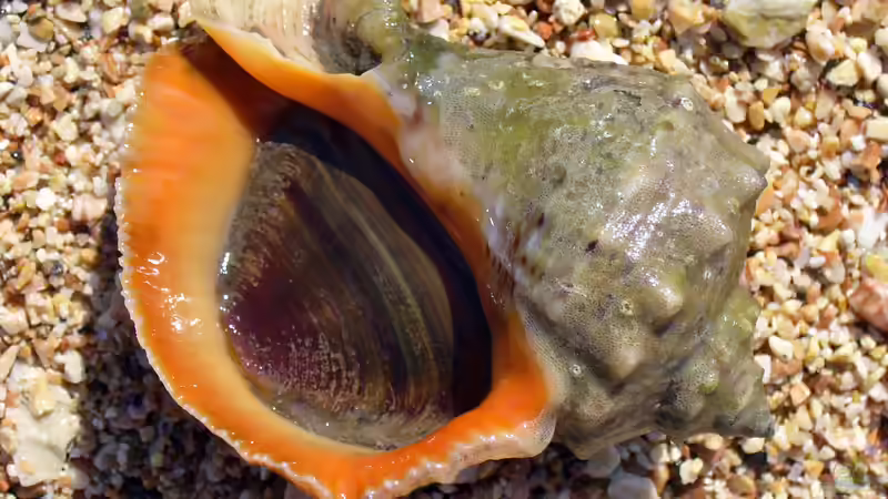 Begriffe erklärt: Was ist das Operculum?