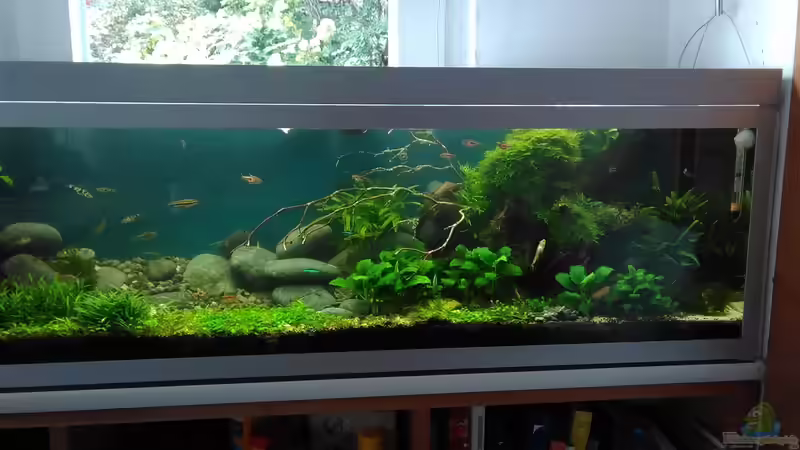 Begriffe erklärt: Was ist der Iwagumi-Stil?