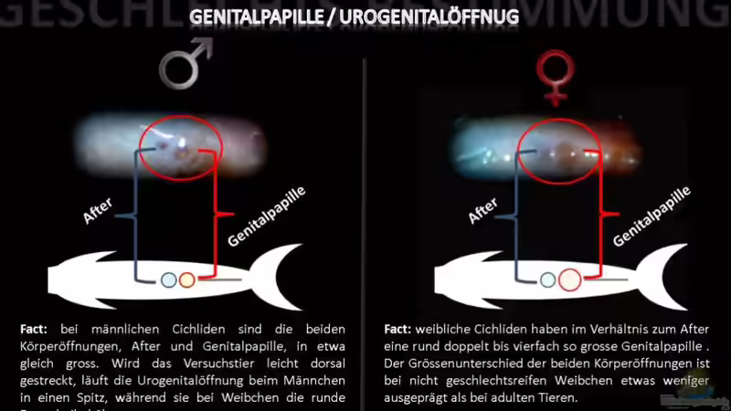 Begriffe erklärt: Was ist die Genitalpapille?