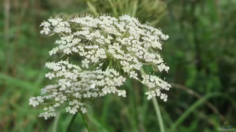 Begriffe erklärt: Was ist ein Magerrasen?