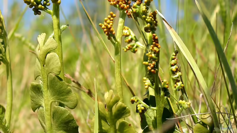 Begriffe erklärt: Was ist ein Magerrasen?