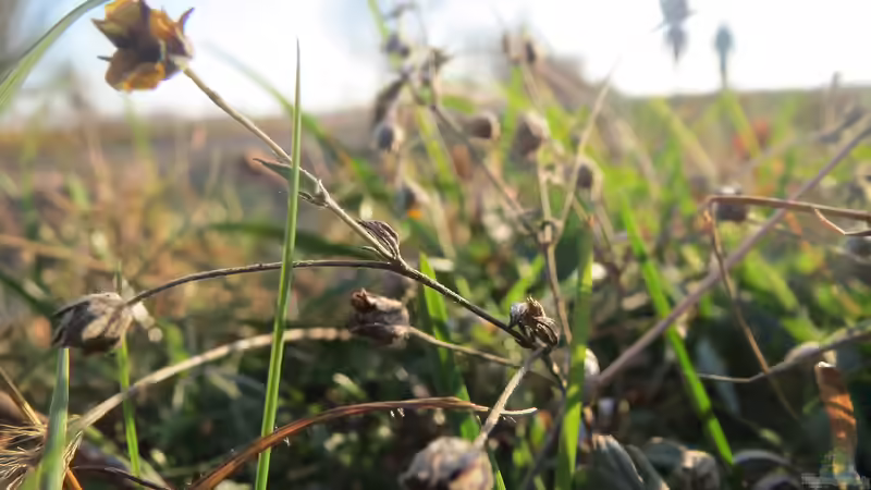 Begriffe erklärt: Was ist ein Magerrasen?