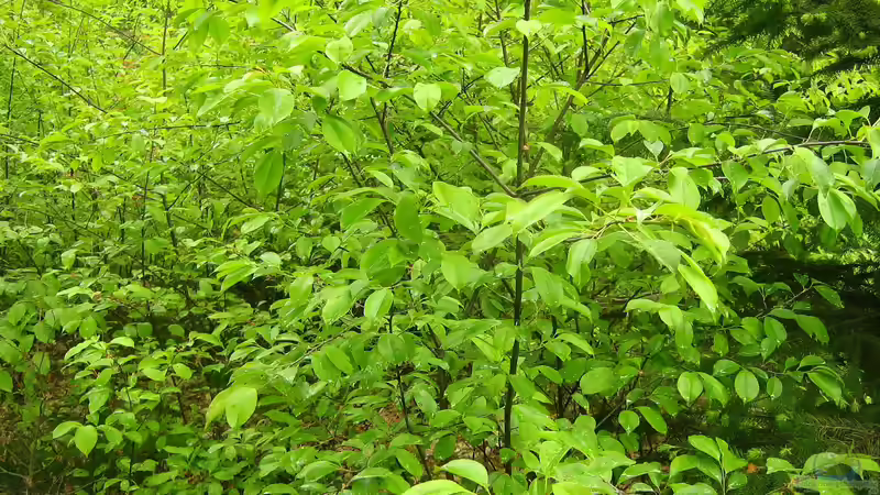 Begriffe erklärt: Was ist ein Neophyt?