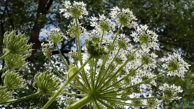 Begriffe erklärt: Was ist ein Neophyt?