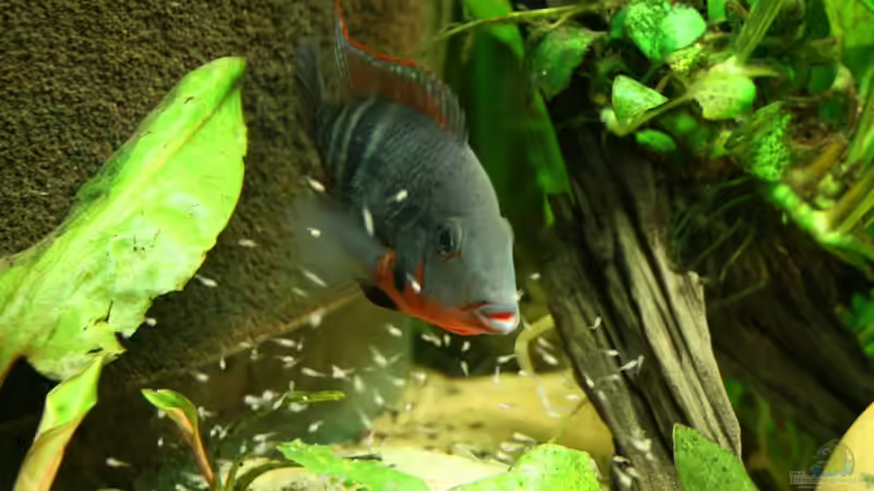 Begriffe erklärt: Was ist Ontogenese?