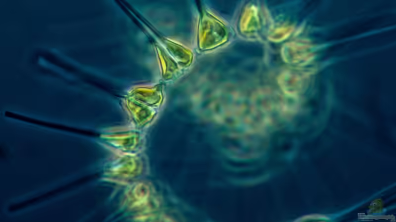 Begriffe erklärt: Was ist Phytoplankton?