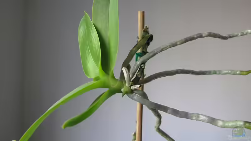 Begriffe erklärt: Was sind Absenker?