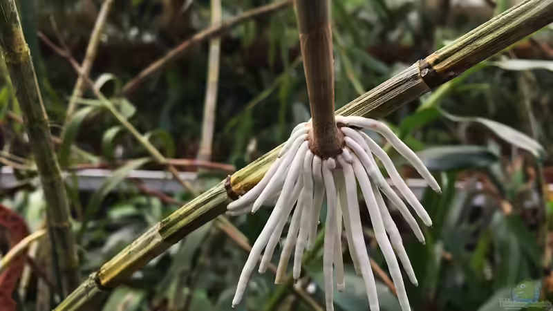Begriffe erklärt: Was sind Absenker?