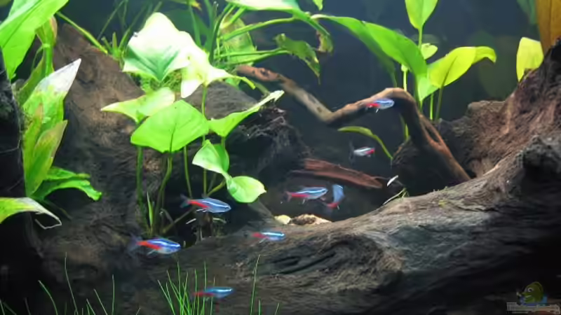 Begriffe erklärt: Was sind Freilaicher?