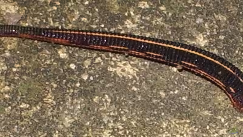 Begriffe erklärt: Was sind Makrozoobenthos?