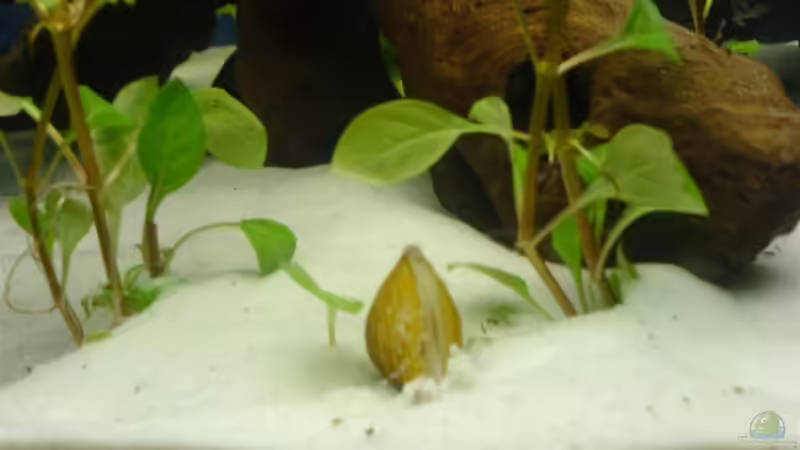 Begriffe erklärt: Was sind Mollusken?